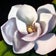Photo of Ladies of Magnolia Society group